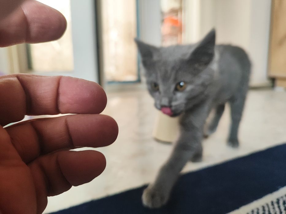 Котенок в хорошие руки