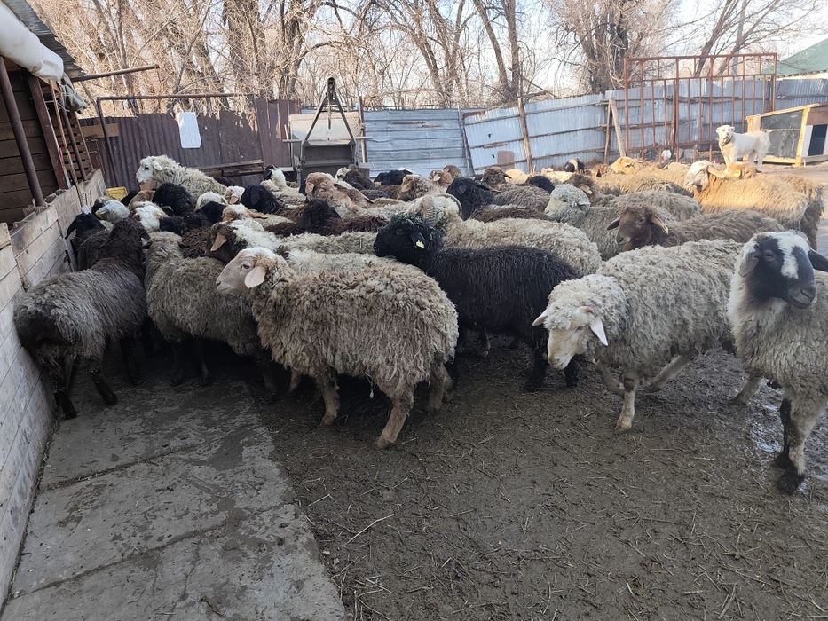 Продам баран тохтушки