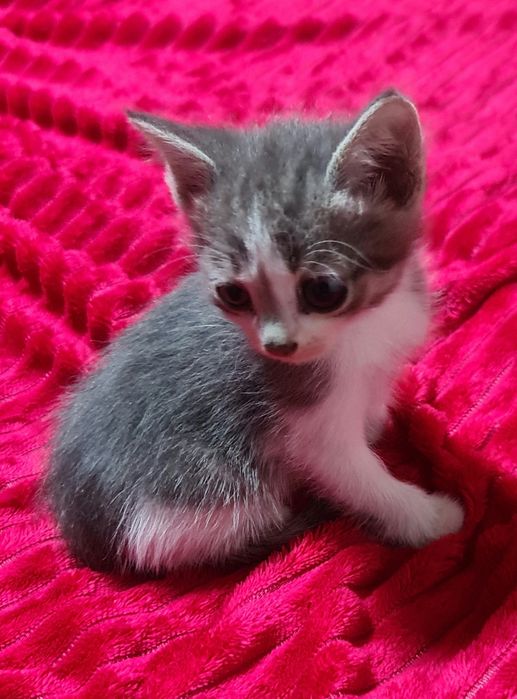 Отдам котят 2 месяца