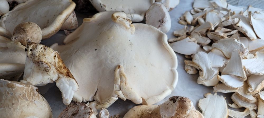 Văcălie de mesteacăn proaspătă – Iasca mesteacănului – Piptoporus betulinus