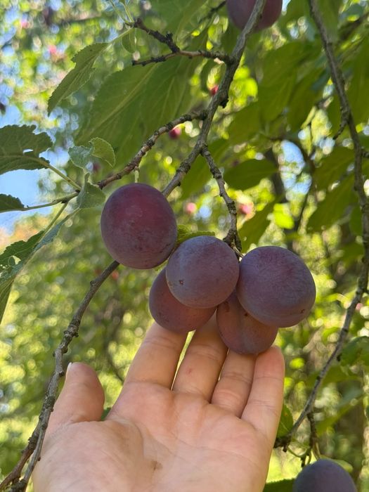 Vând prune pentru țuică