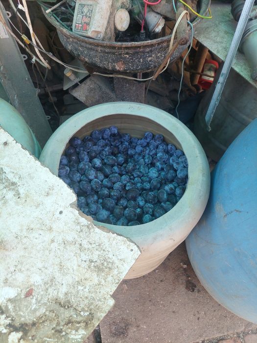 Prune. Pt tuica  se vinde doar toate