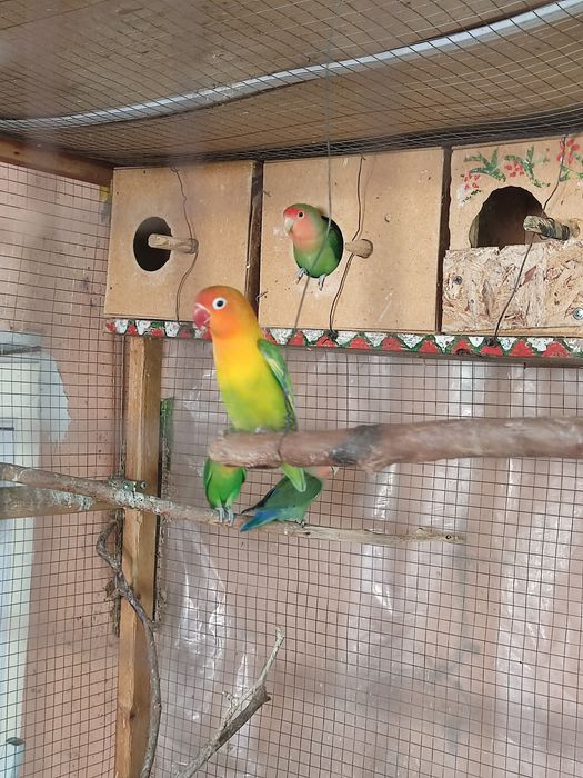 Папугаи разные..