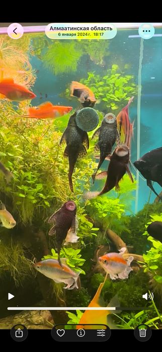 Сомики Анцитрусы