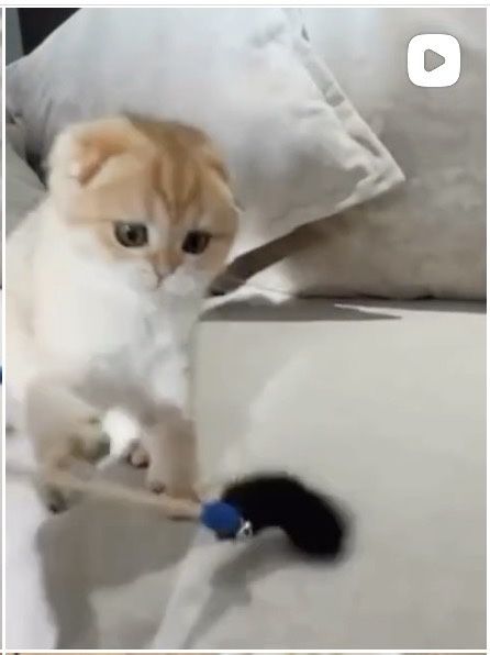 Шотландские котята с документами