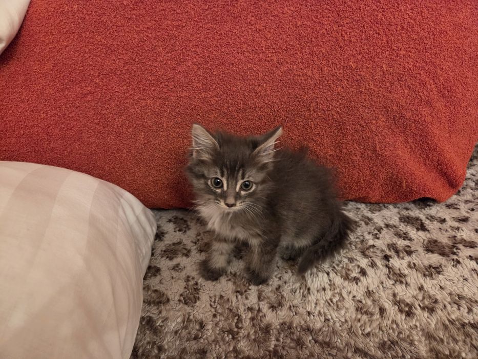 Котёнок бесплатно.