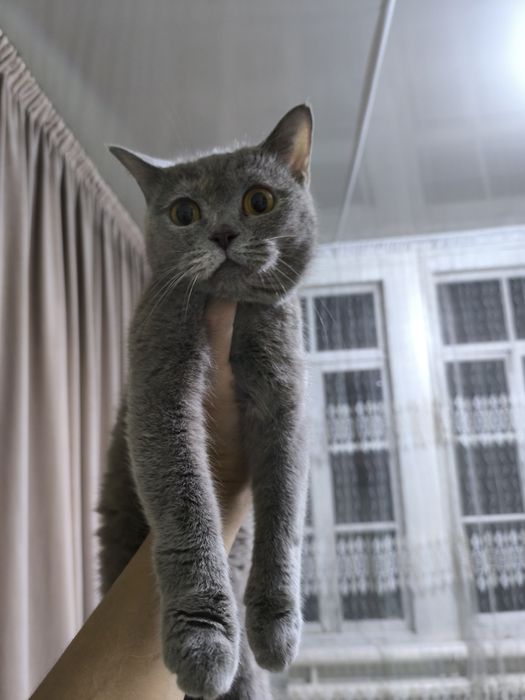 Britan 1.5yosh Qiz Lyusi