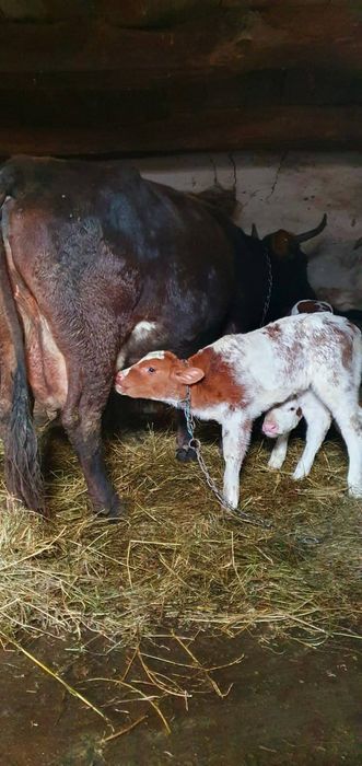 De vânzare 4 vaci bălțate românești