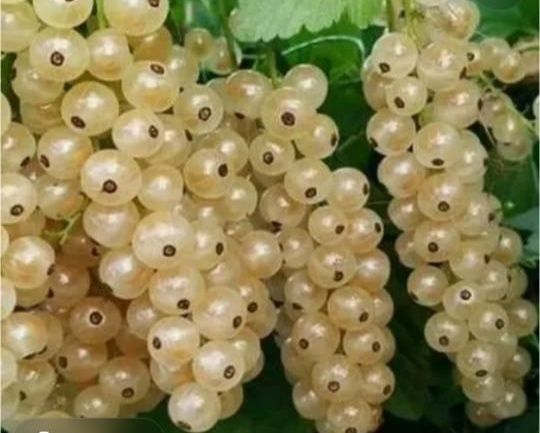 Смородина Снежана,Ровада