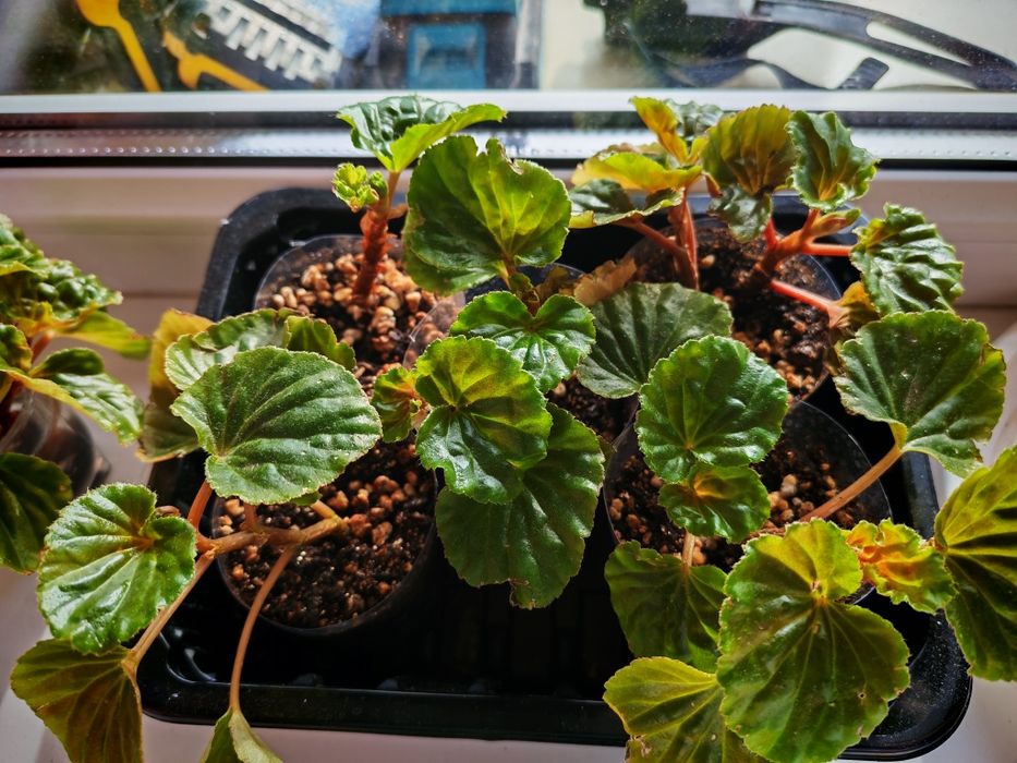 Комнатные растения