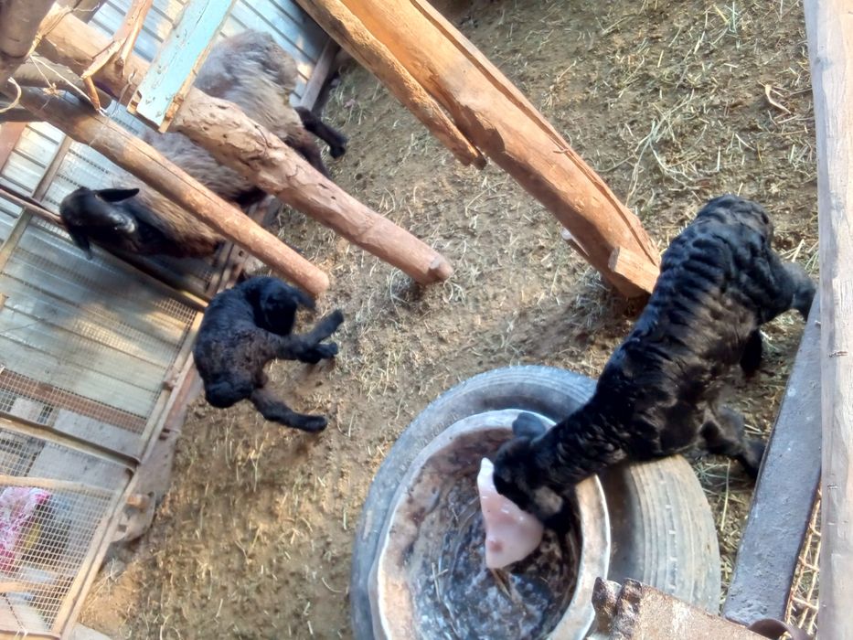 Ona bola qoʻy sotiladi