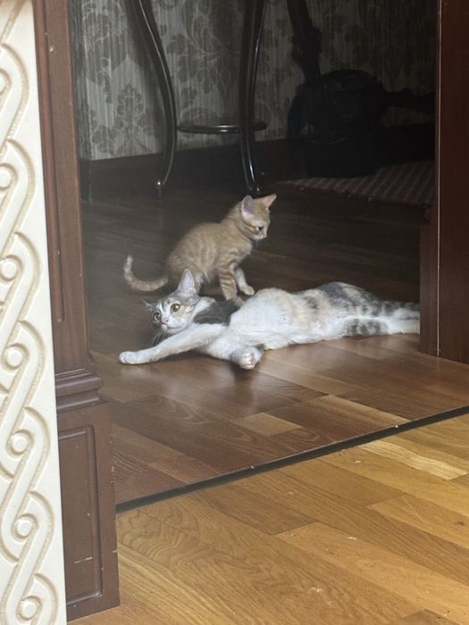 Кошка с котятами в добрые руки