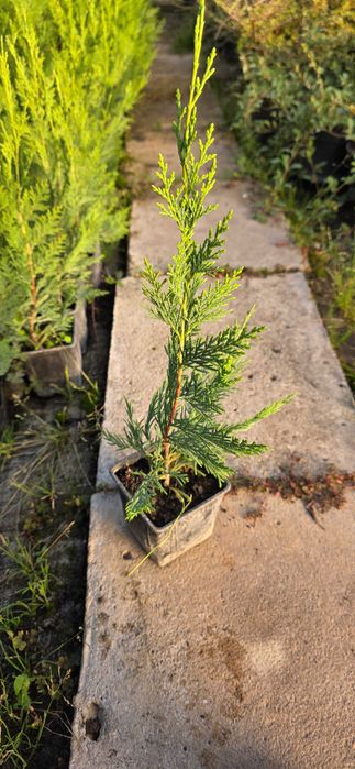 Rasad Chiparos leylandii