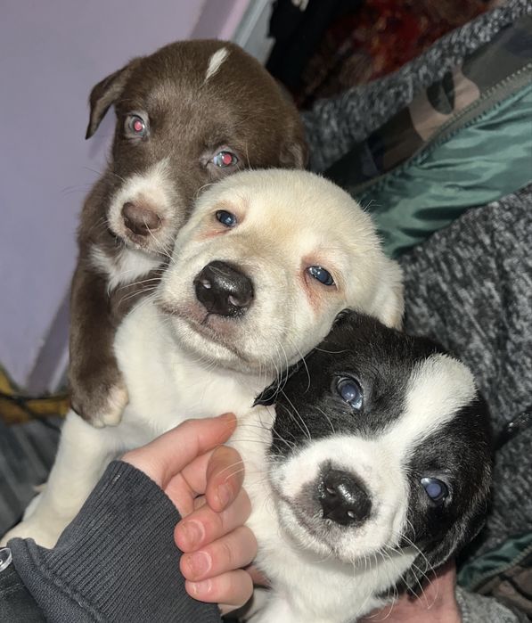 10 căței își caută familii iubitoare