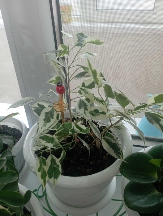 Цветок фикус Бенжамена