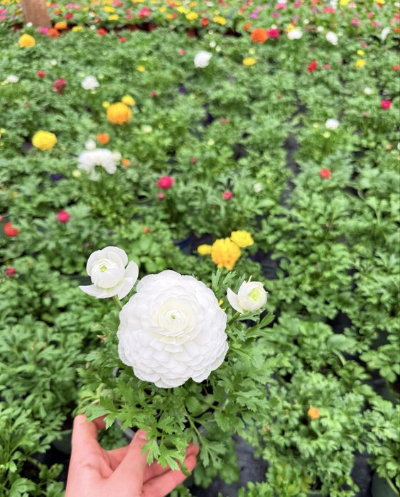 Flori de vanzare, de la producator