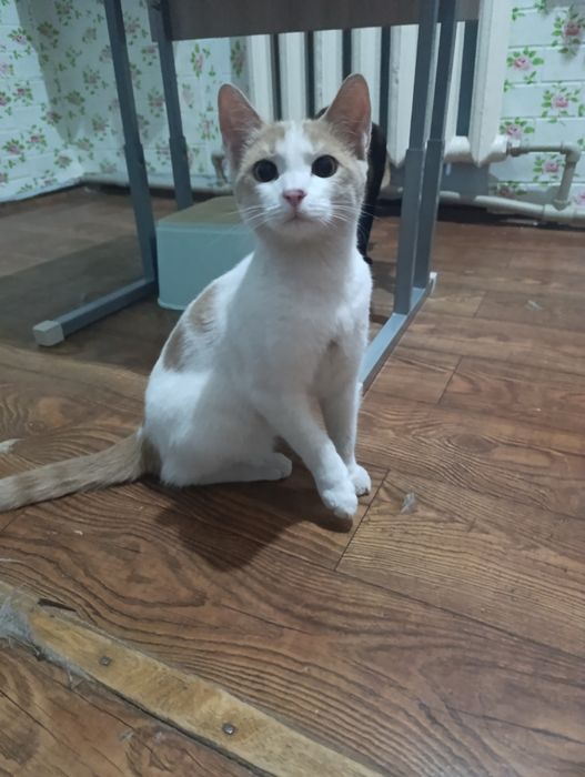 Отдам  кота шустрый игривый