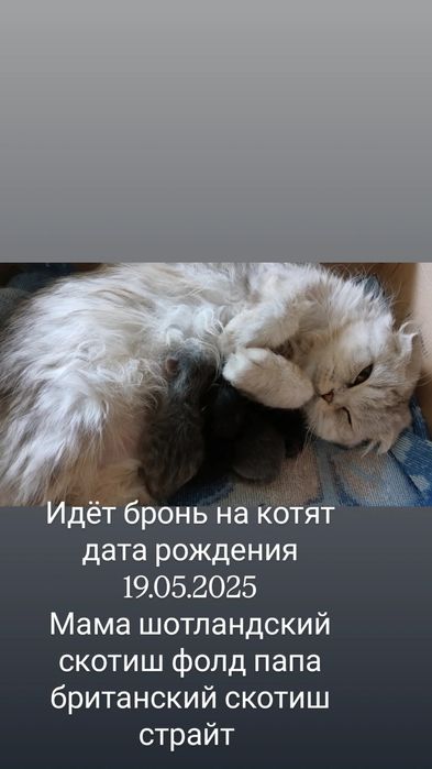 Продам Шотландского веслоухого котенка
