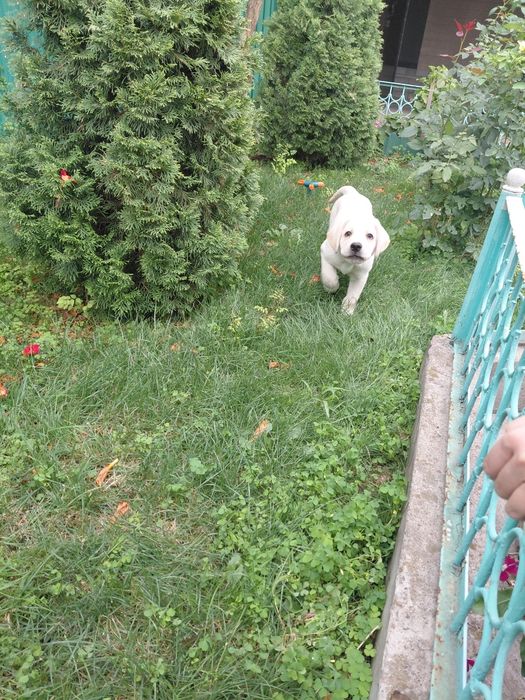 Продам лабрадор 1 год
