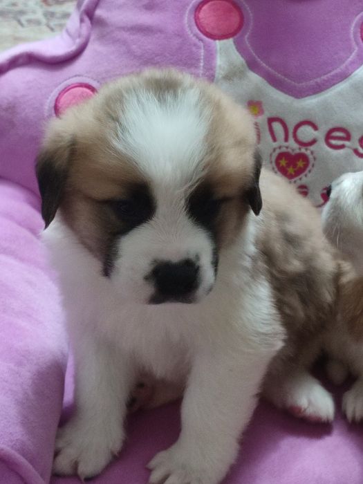 Щенки Московская сторожевая