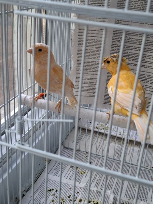 Канарейки певчий