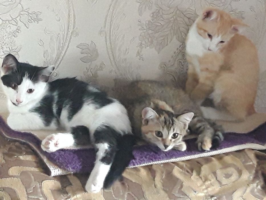 Котята ждут Вас .