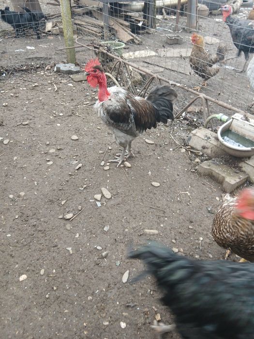 Cocosi gat golas de Transilvania