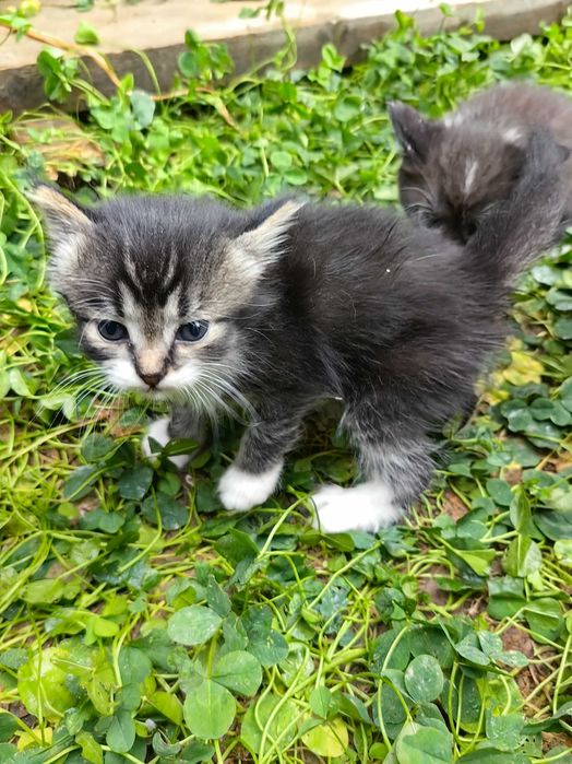 Отдам котёнка возраст 1 месяц