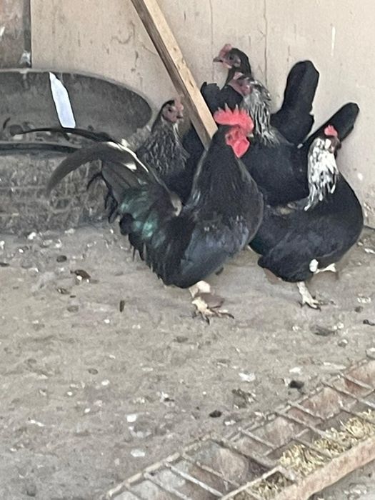 Продам  карликовых курей