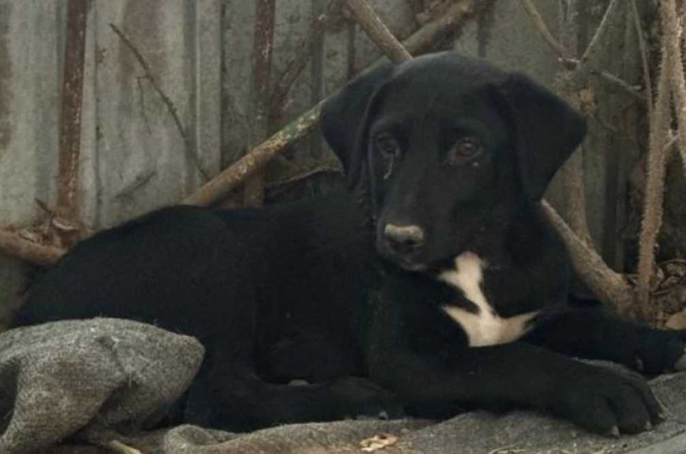 Күшіктер - Щенки (3-4 месяца)