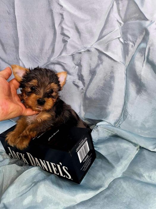 Йоркширски териер мини