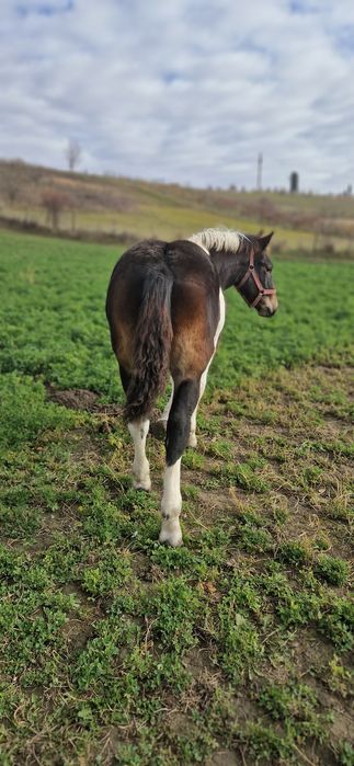 Manz tarcat de 6 luni