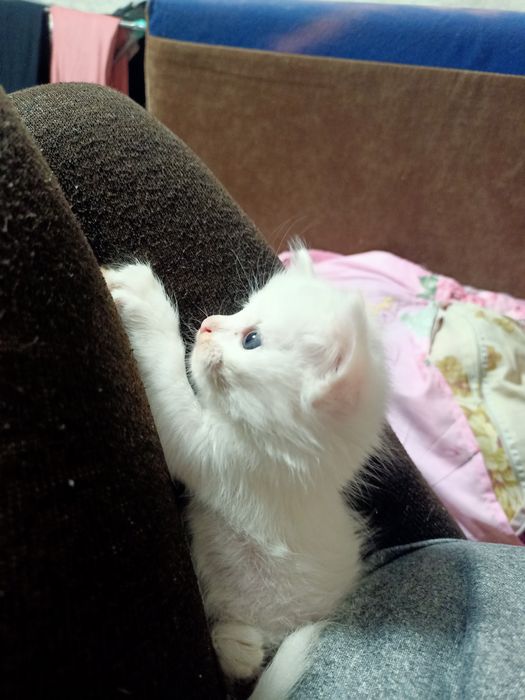 Отдам в добрые руки