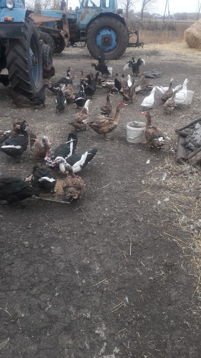 продам индоуток на племя