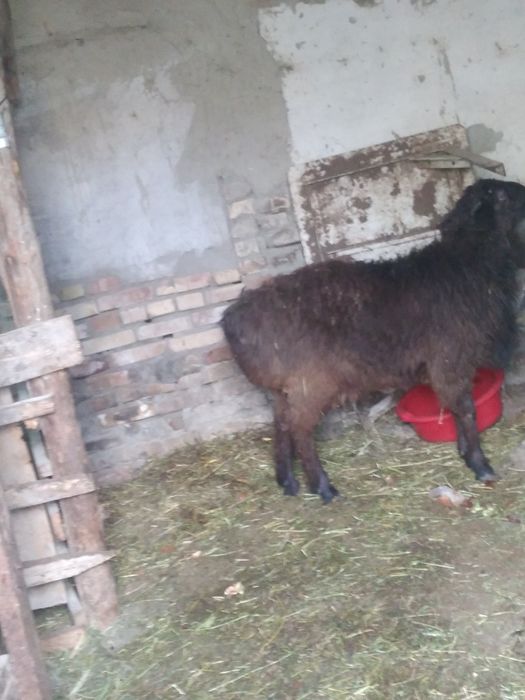 Куй сотилади йахши бокилган