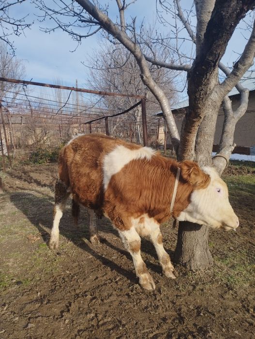 Smental buqacha sotiladi