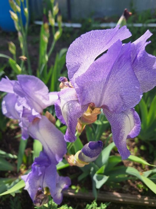 Продам многолетние цветы