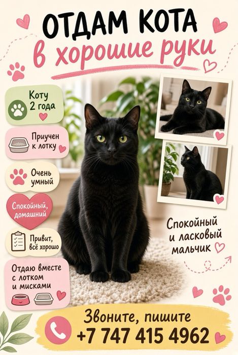 Ищу котику дом,заходите посмотреть