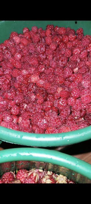 Продам малину душистую сладкую свежую