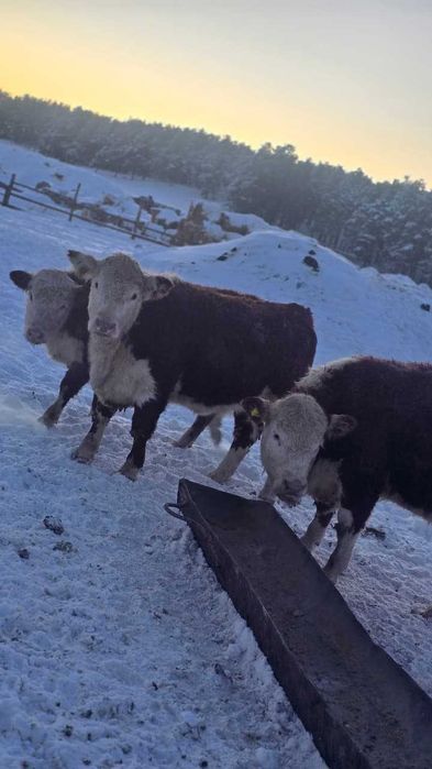 Продам телочек 2025 г. р.