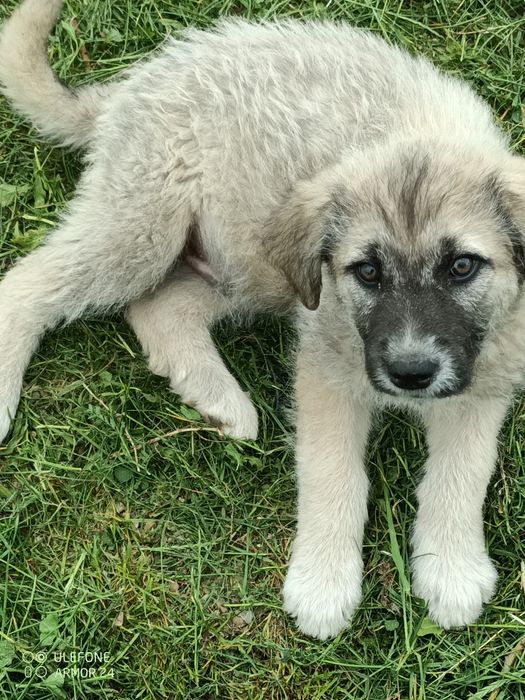 Căței pentru adoptie
