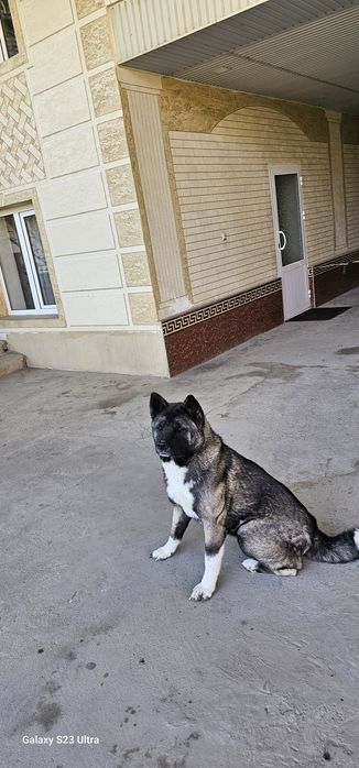 Американская акита