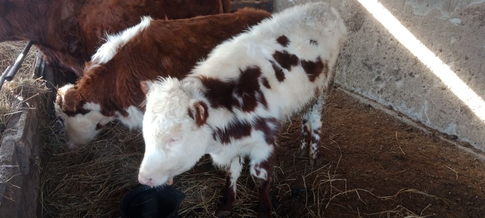 Продам 3 головы ком 2 телки по 11 мес.1 бычку 8 мес подсосных.