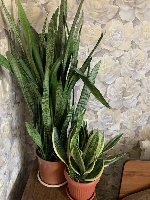 Продам сансевиерию ,два вида .