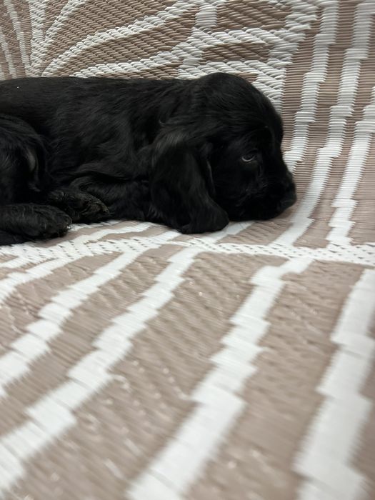 Малки кокер шпаньоли .