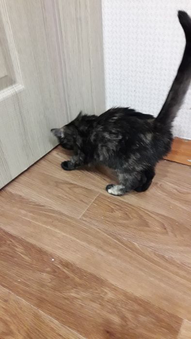 Отдам котеночка девочка