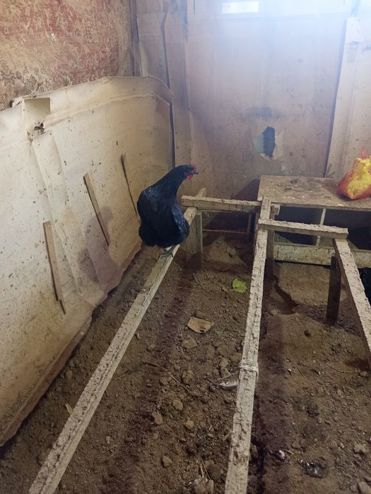 Австралоп тауықтары сатыладыылады