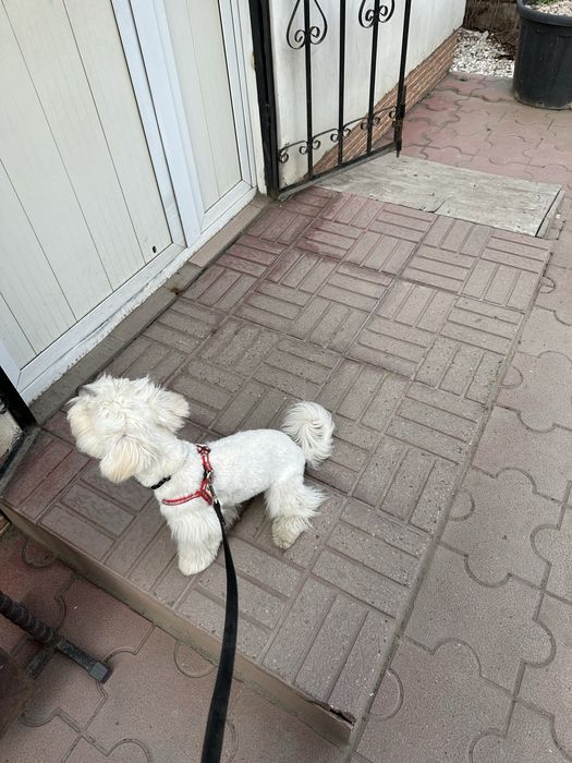 Мальтипу в хорошие добрые руки