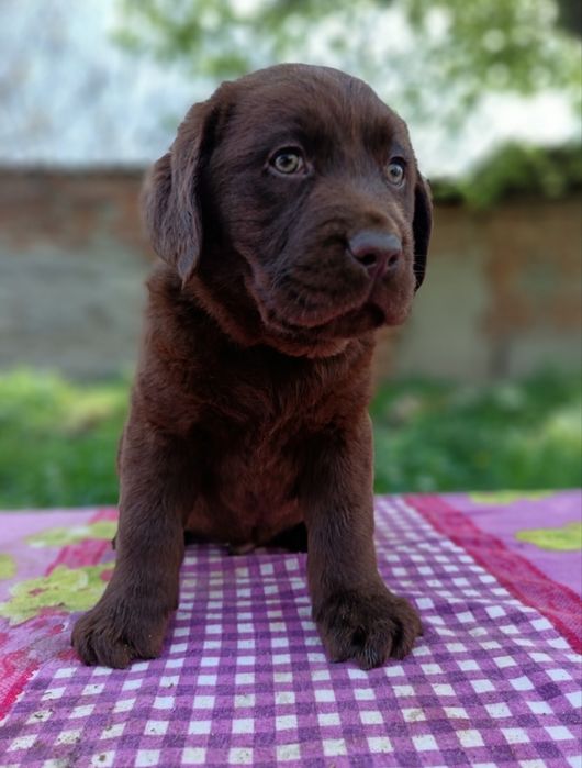 Labrador ciocolatiu