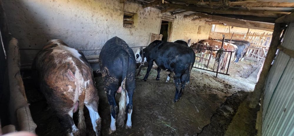 8 бас бука сатылады бордакы